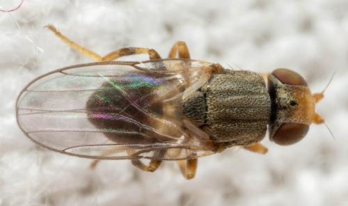 Réf. 318 574 : Tricimba humeralis